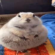 penguine