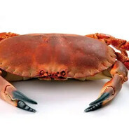 mateuszekmega