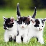kittenlover