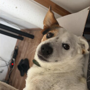 Pepo
