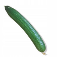 pan janek