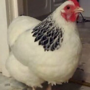 lalbligma