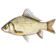 Quersu