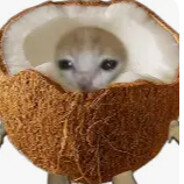 kot w kokosie