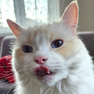 KremowyRagdoll