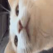 sisi