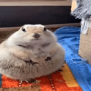 SmokzKonopii